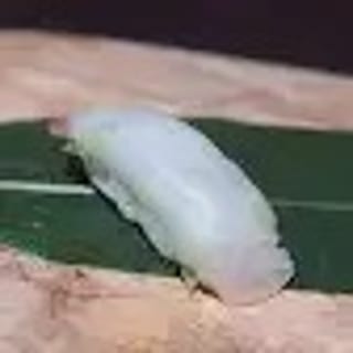 Fluke Sushi or Sashimi